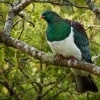 Holub maorsky - Hemiphaga novaeseelandiae - New Zealand pigeon - kereru 1869